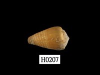 藏品(紫霞芋螺)的圖片